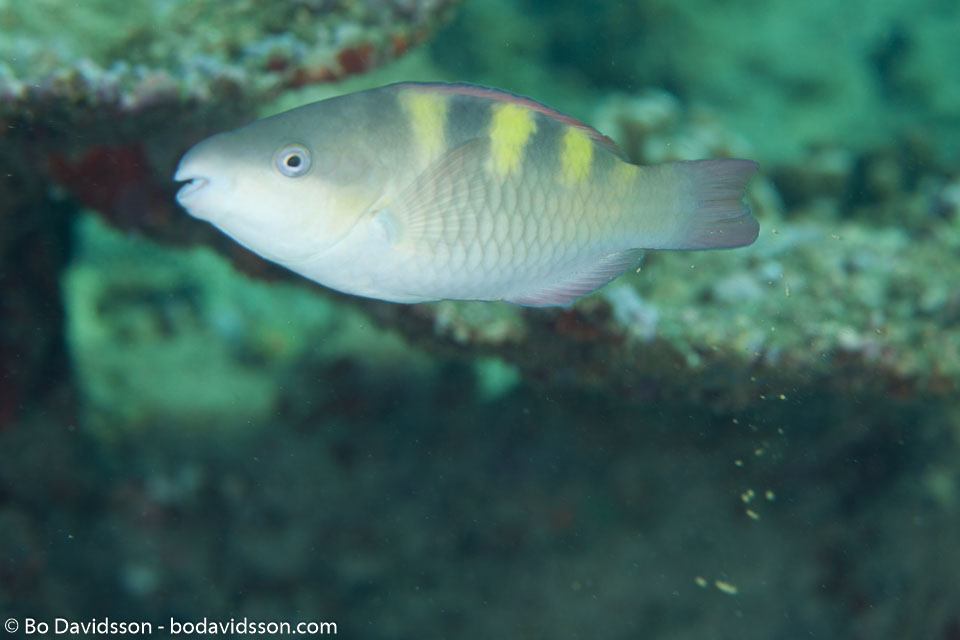 BD-130713-Maldives-0426-Chlorurus-troschelii-(Bleeker.-1853)-[Troschel's-parrotfish].jpg